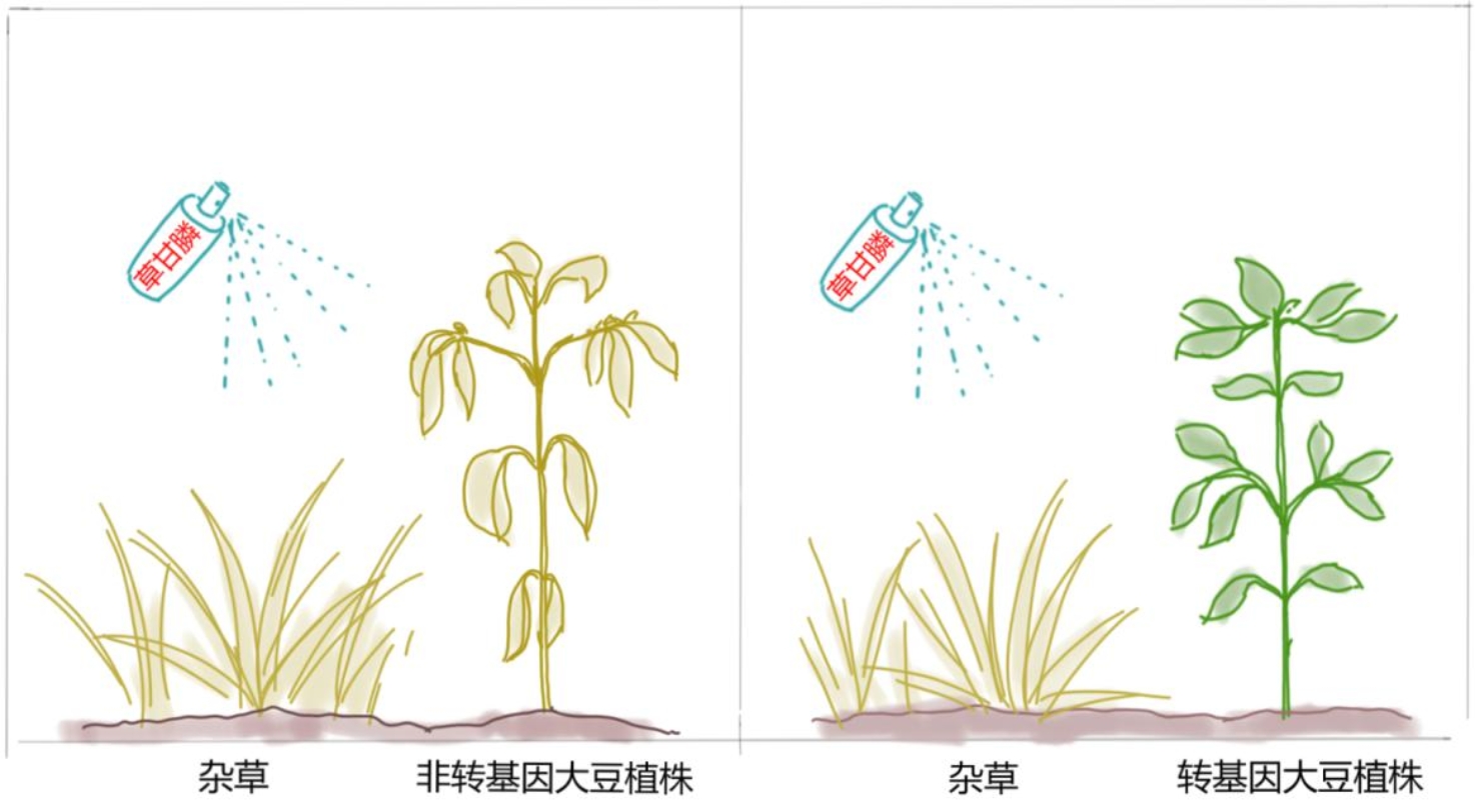 【转基因你问我答】吃了转基因食物,会被“转基因”吗?