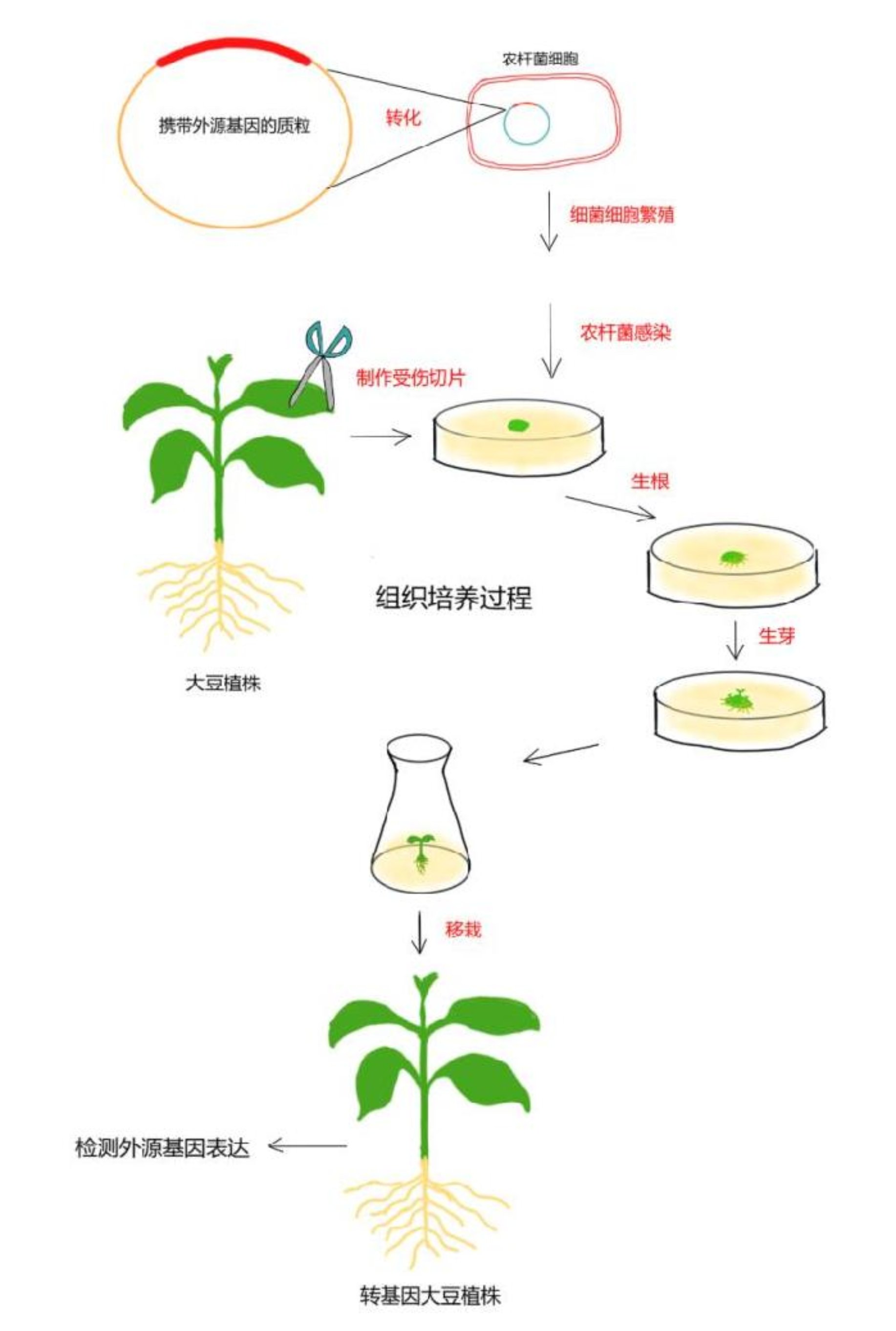 【转基因你问我答】吃了转基因食物,会被“转基因”吗?