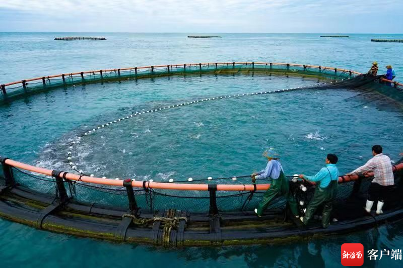 新南客户端 | 三亚:深海智能网箱养殖 打造“蓝色粮仓”新路