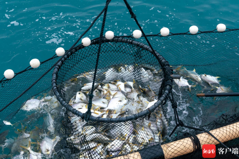 新南客户端 | 三亚:深海智能网箱养殖 打造“蓝色粮仓”新路