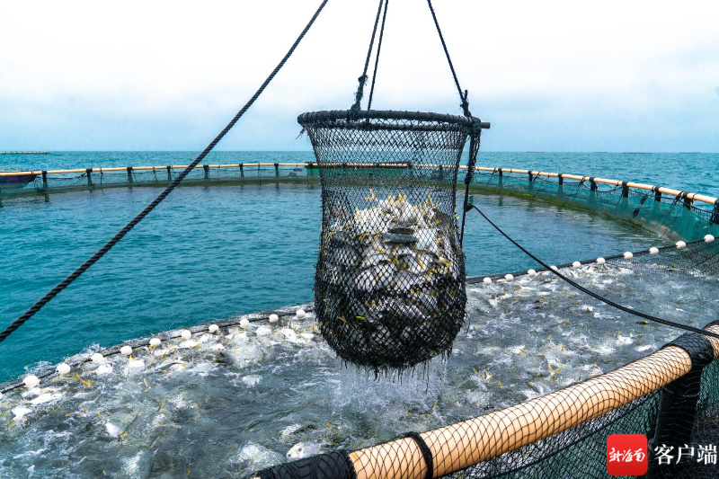 新南客户端 | 三亚:深海智能网箱养殖 打造“蓝色粮仓”新路