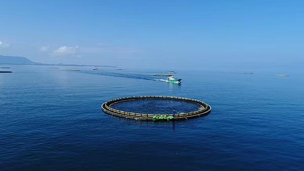 【大国粮策】深海养殖2.0:用科技解锁蓝色粮仓“新副本”