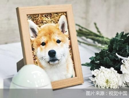 暴利外衣下的宠物殡葬