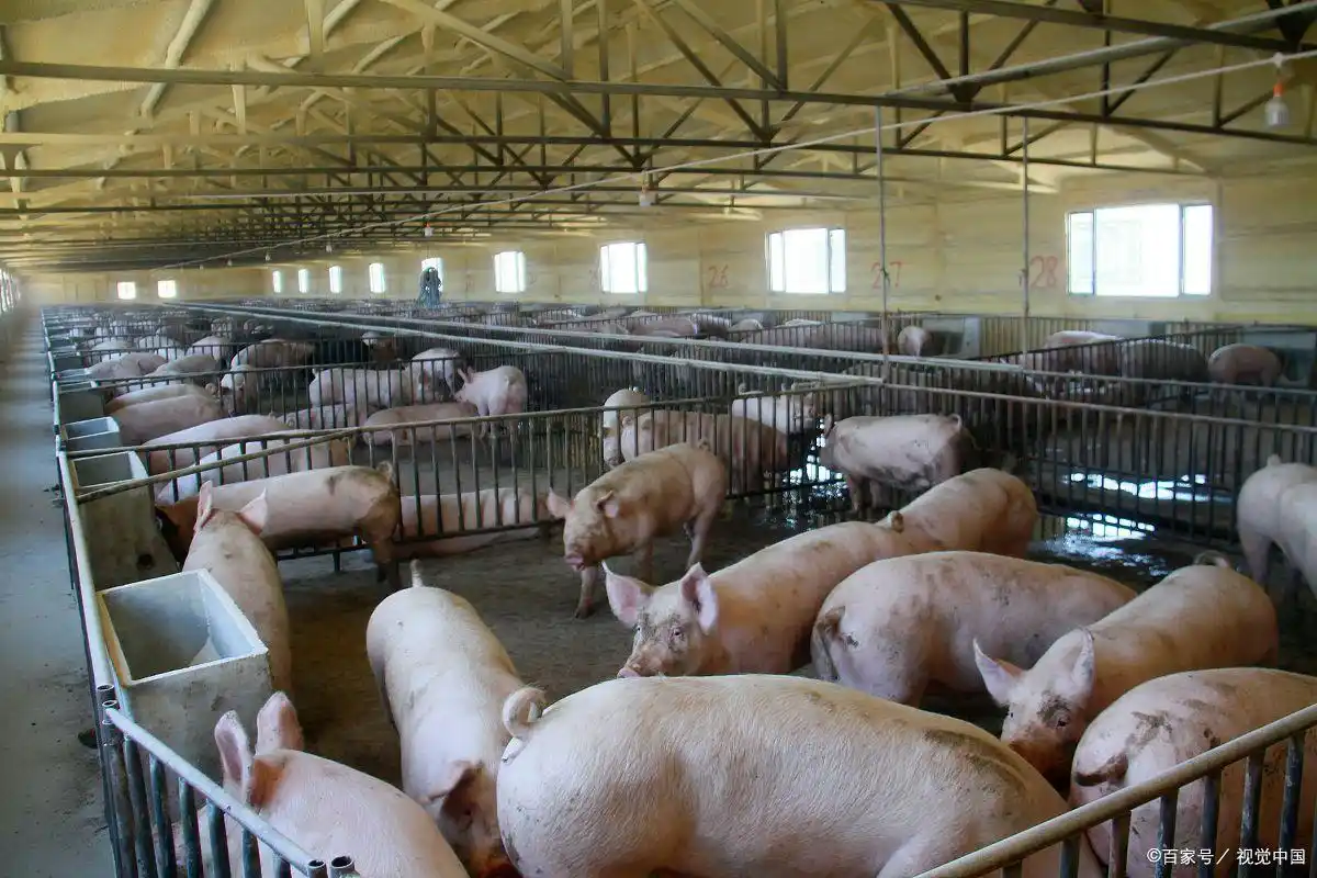 璞玉南阳:汉水之滨的转型“琢玉记”