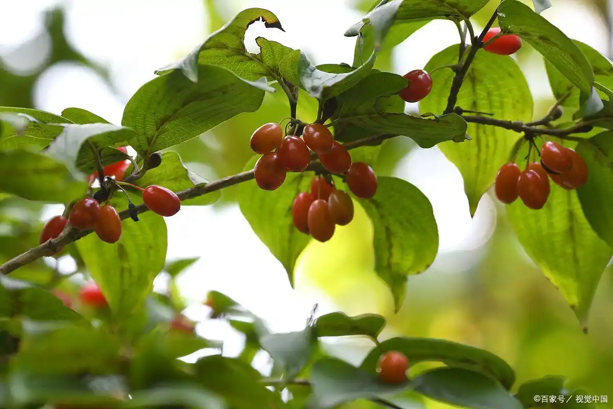 璞玉南阳:汉水之滨的转型“琢玉记”