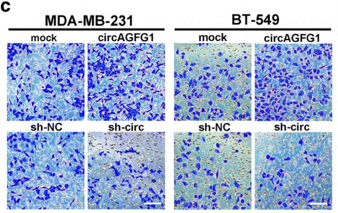 图片重复惹大祸！论文发表数月后被撤稿，学术诚信再敲警钟