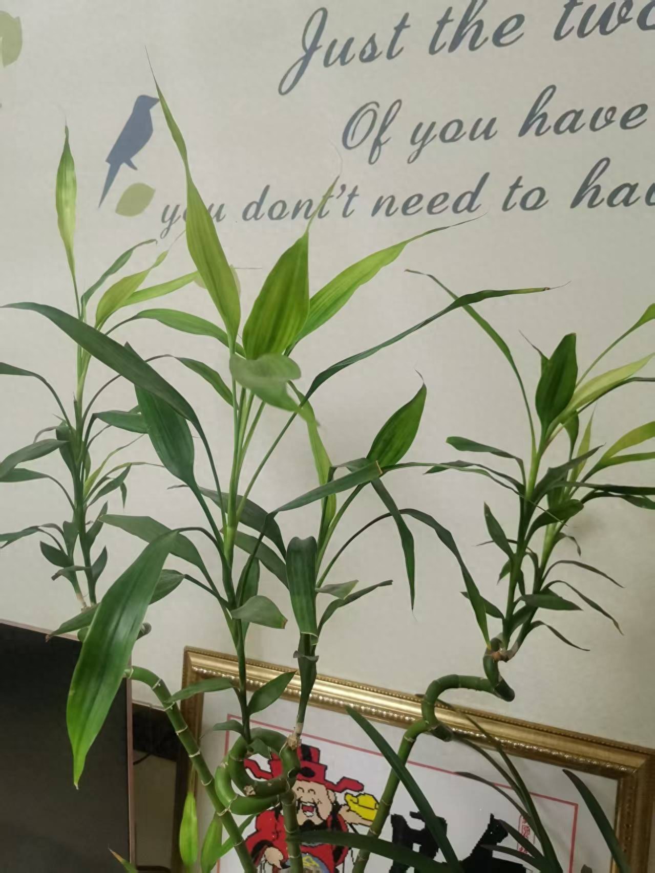 《子夜星辰下的灵动诗行——属鼠者的生命密码与情感图谱》