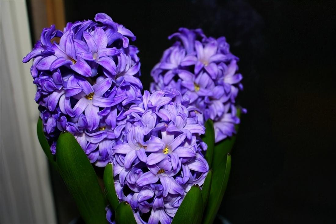 希腊神话颜值最高的舔狗，少女不从被迫变成树，“克妻”的太阳神