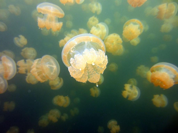 拒绝重复!盘点春节出国新玩法