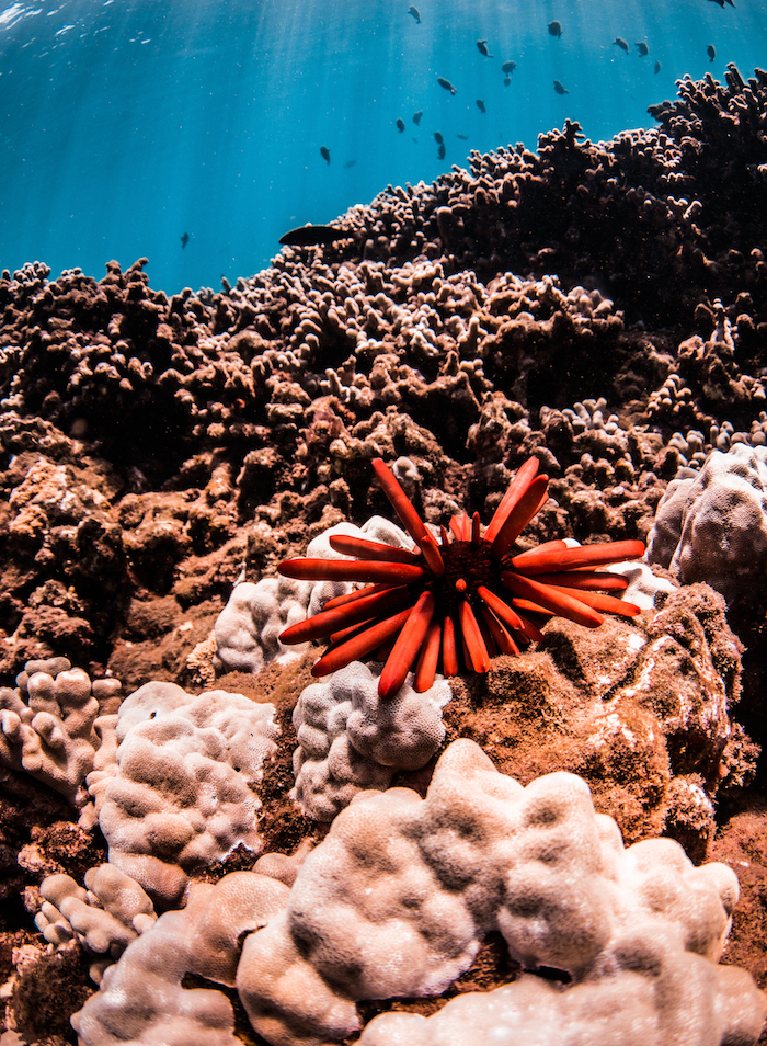 逃跑计划 | 寻找夏威夷，那儿有对海岛的美好幻想