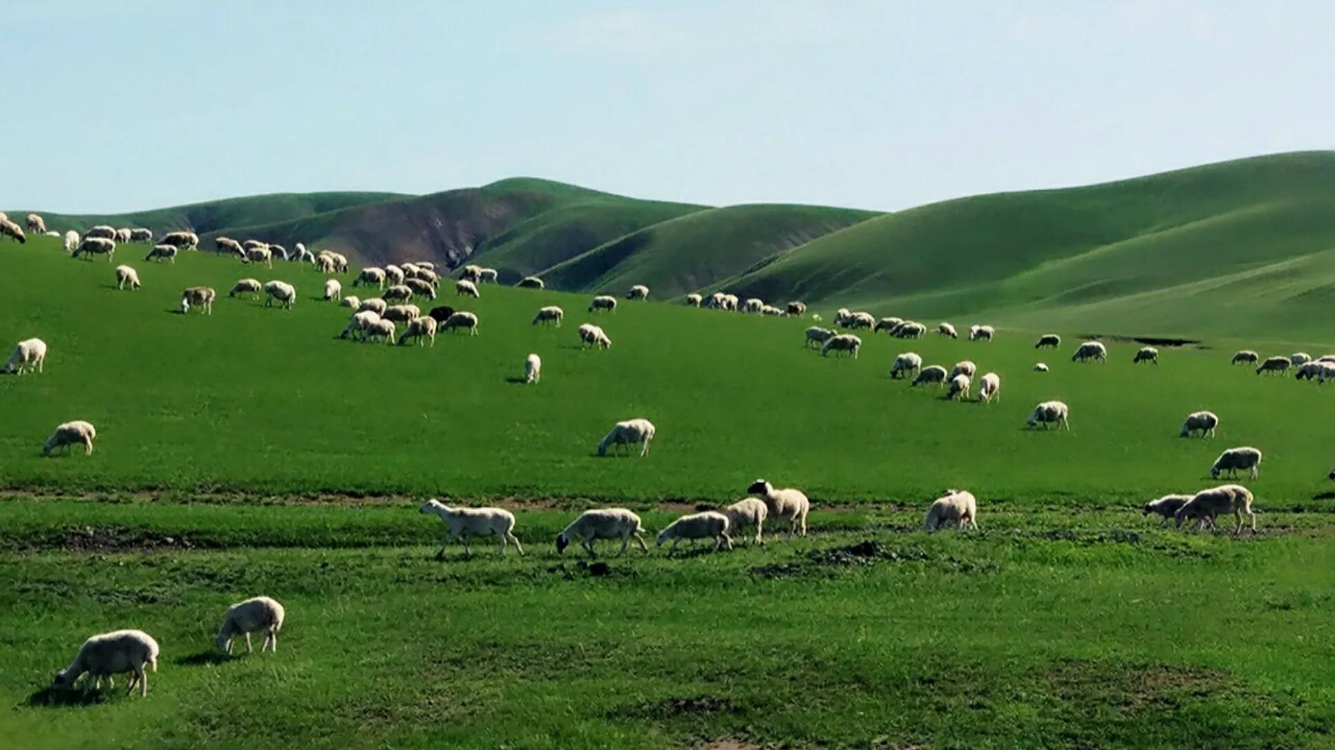 [辽宁 阜新市阜新蒙古族自治县]