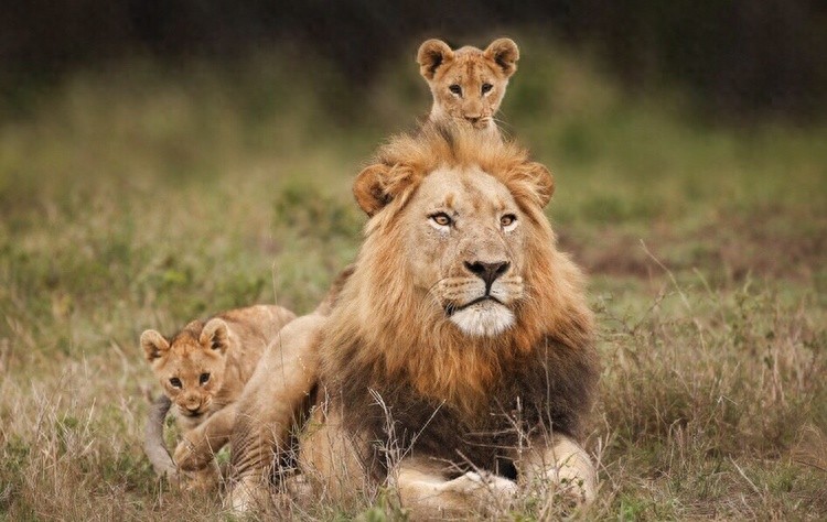 狮王如果被自己的儿子打败了，那狮群里的母狮，会被如何对待？