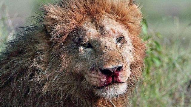 狮王如果被自己的儿子打败了，那狮群里的母狮，会被如何对待？