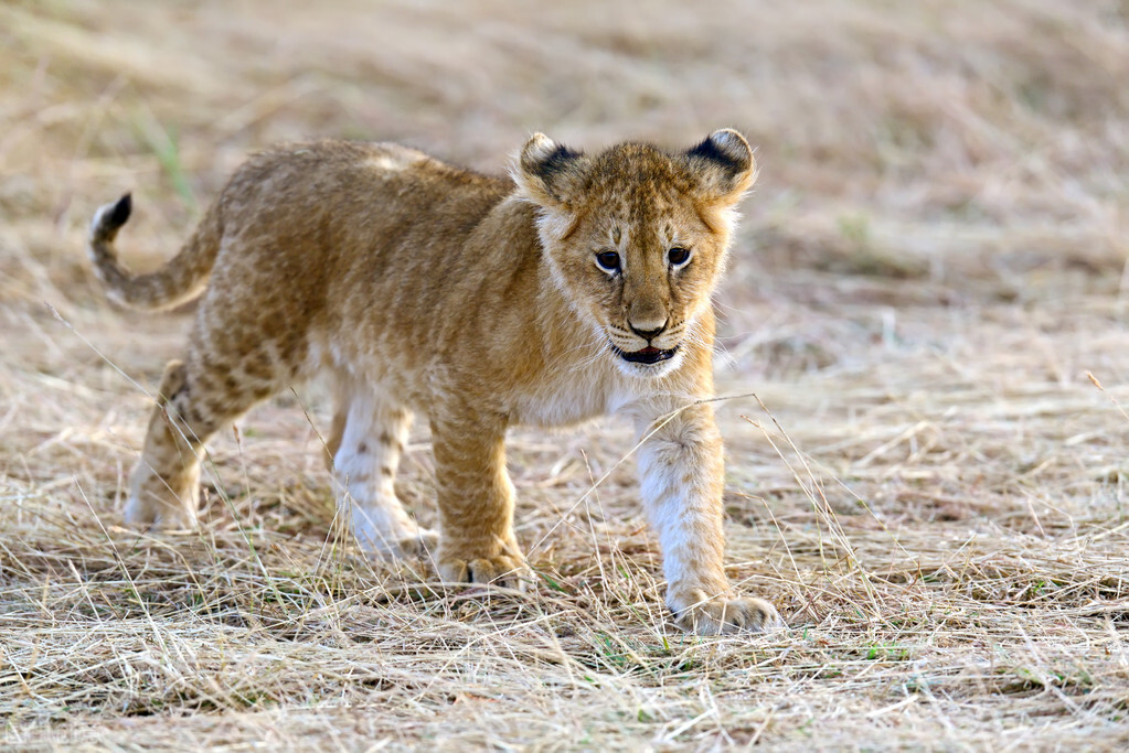 狮王如果被自己的儿子打败了，那狮群里的母狮，会被如何对待？