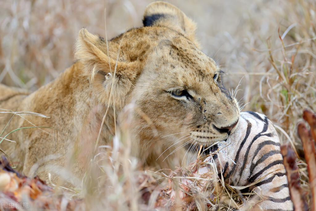 狮王如果被自己的儿子打败了，那狮群里的母狮，会被如何对待？