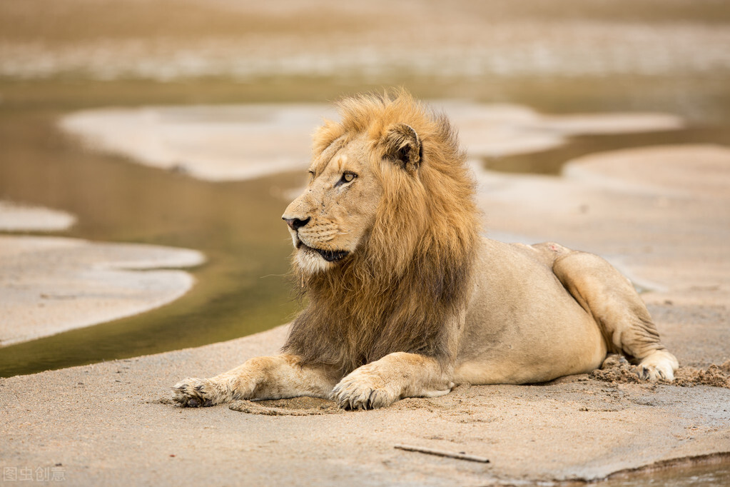 狮王如果被自己的儿子打败了，那狮群里的母狮，会被如何对待？