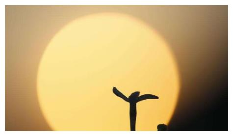 毕业论文查重目录吗？