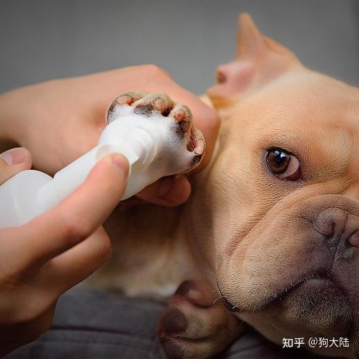 “狗1岁=人类7岁”？其实是错的，最新年龄对照表出炉！