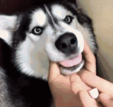 “狗1岁=人类7岁”？其实是错的，最新年龄对照表出炉！