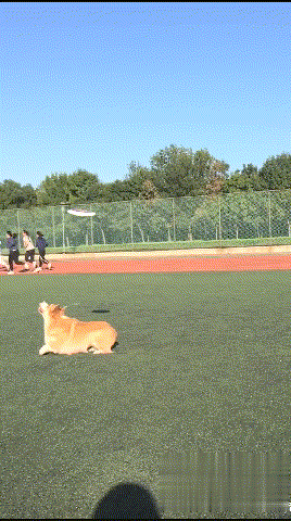 “狗1岁=人类7岁”？其实是错的，最新年龄对照表出炉！