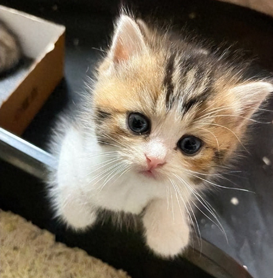 猫咪科学营养喂养全攻略,新手一看就会