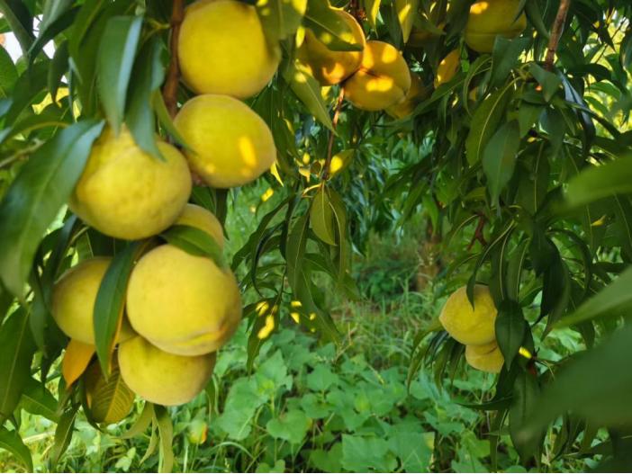 团风：两任大学生村官跨界“种桃”，带村民端稳“金饭碗”