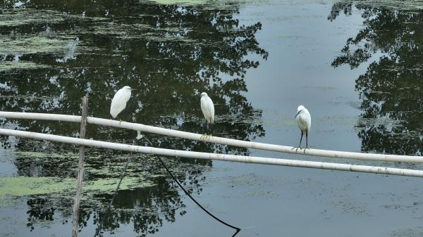 外国人眼里这十年③ | 江苏洪泽湖渔民：上岸置家，创业转型