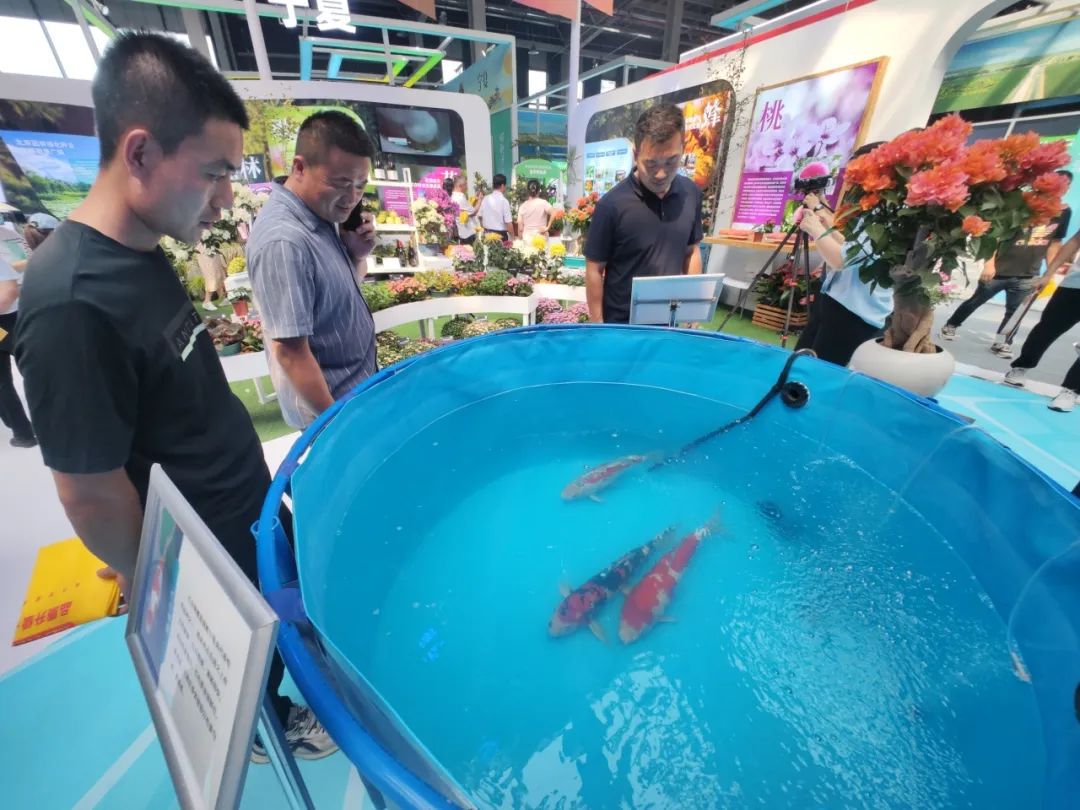 北京观赏鱼种质资源 “通州产”占据“半壁江山”