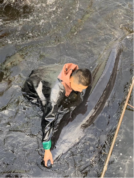 节气探农事|立夏前后鲟鱼的养殖宝典