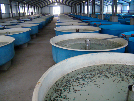 节气探农事|立夏前后鲟鱼的养殖宝典