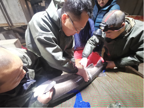 节气探农事|立夏前后鲟鱼的养殖宝典