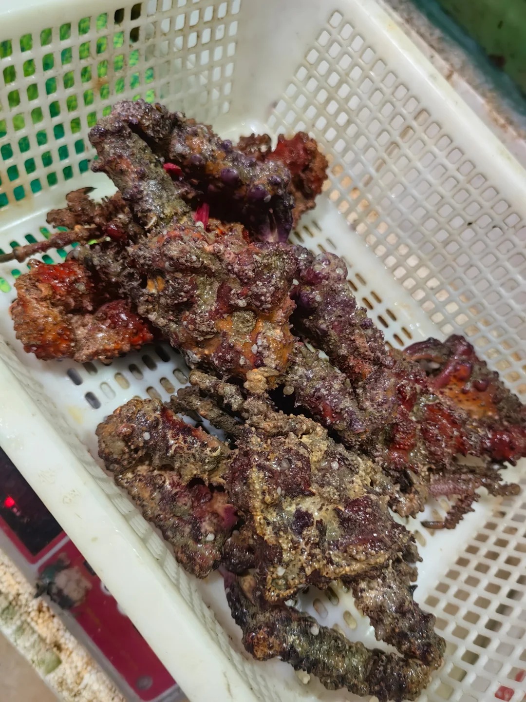 海南最有名的蟹是什么?海南十大名蟹,你认为哪种蟹最好吃?