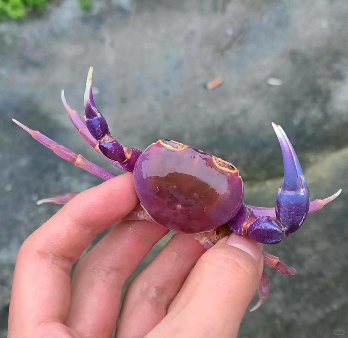 海南最有名的蟹是什么?海南十大名蟹,你认为哪种蟹最好吃?