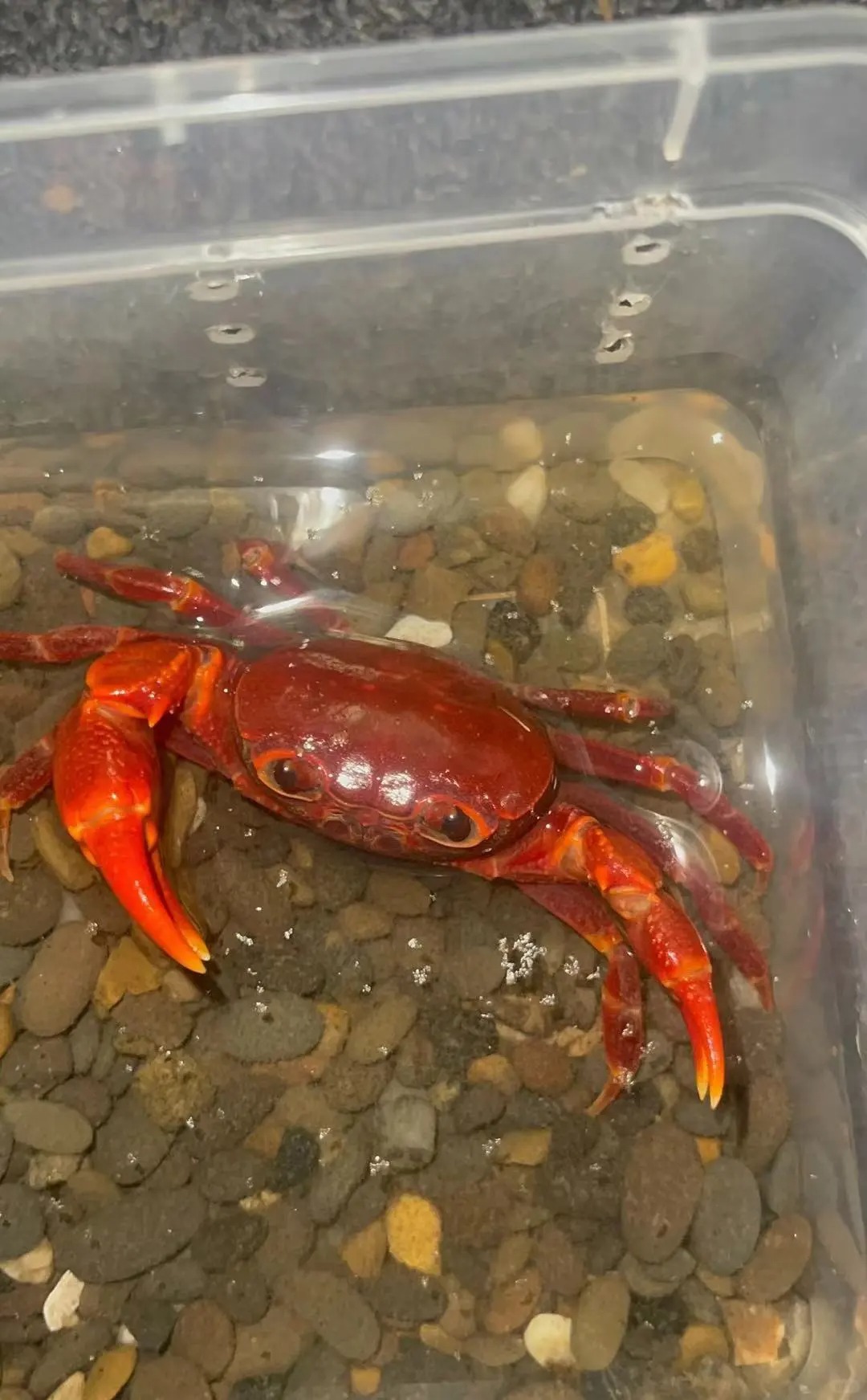 海南最有名的蟹是什么?海南十大名蟹,你认为哪种蟹最好吃?