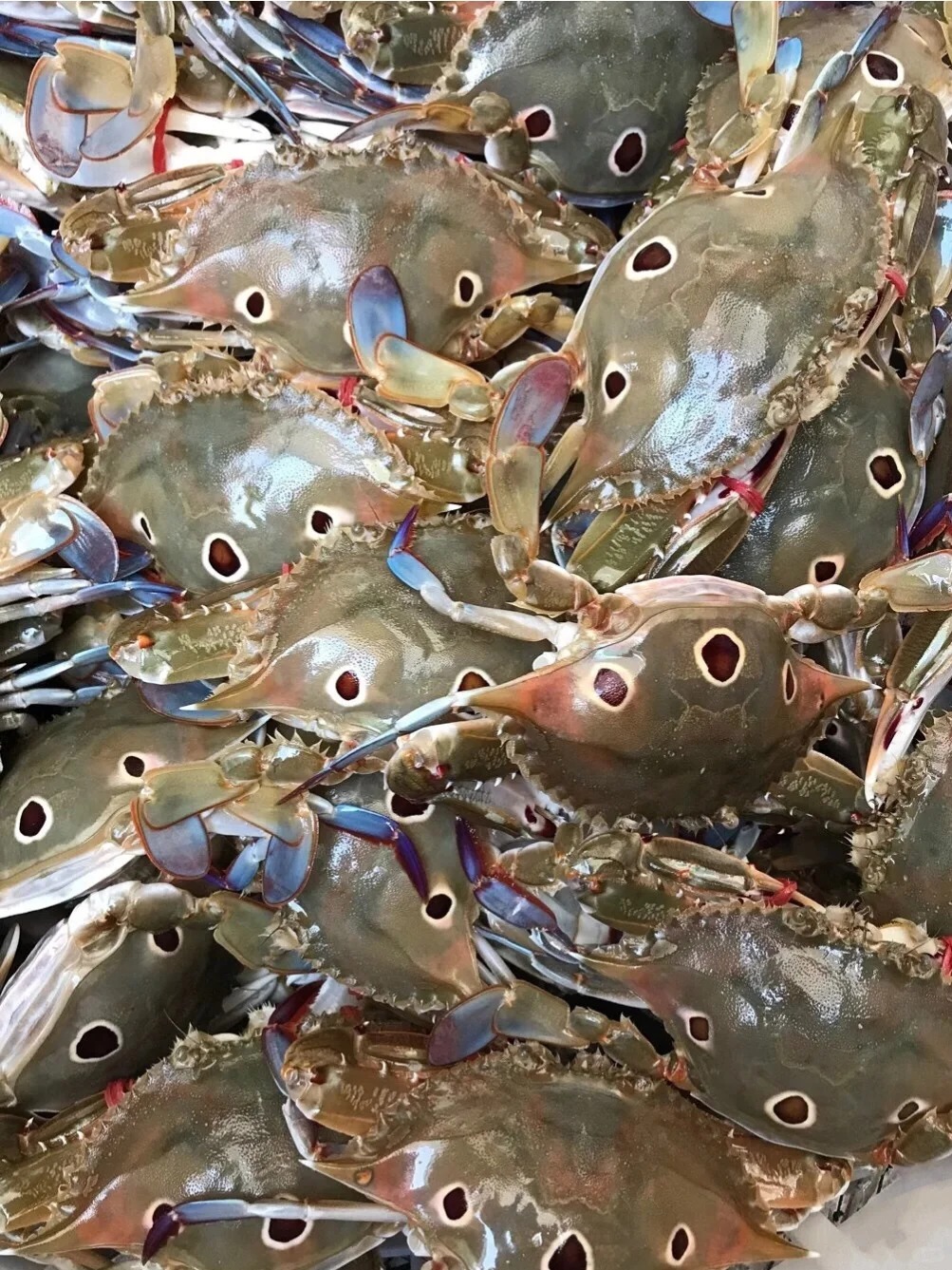 海南最有名的蟹是什么?海南十大名蟹,你认为哪种蟹最好吃?