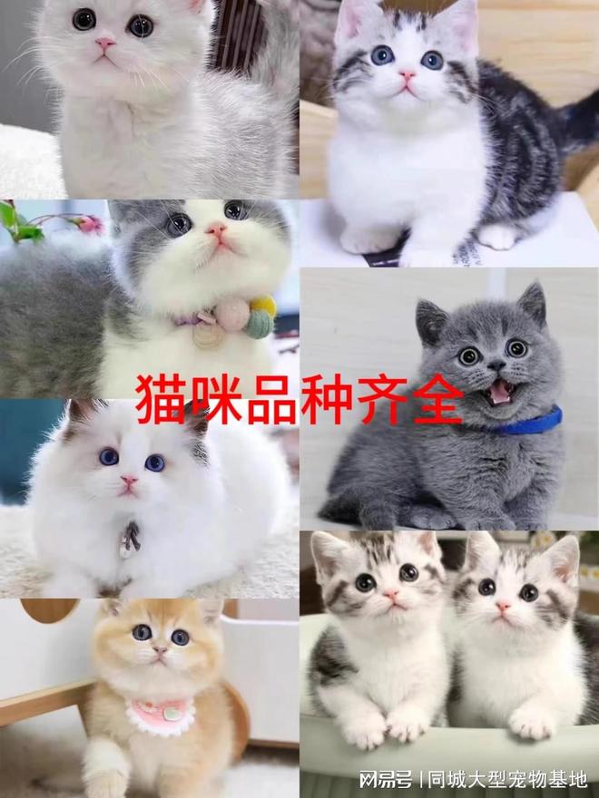 上海买宠物猫狗在哪里买比较好,这家实体老店买的放心有安全保障
