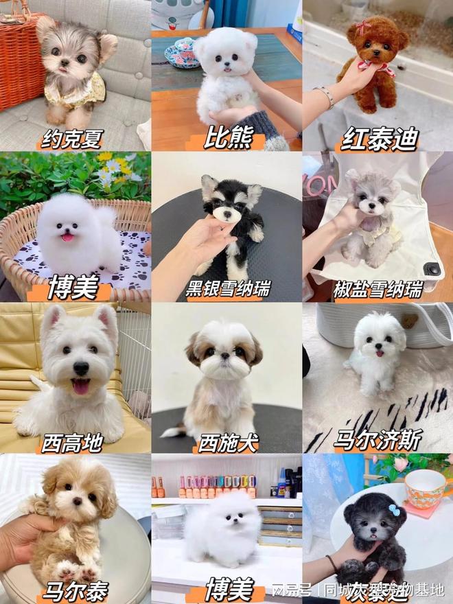 上海买宠物猫狗在哪里买比较好,这家实体老店买的放心有安全保障