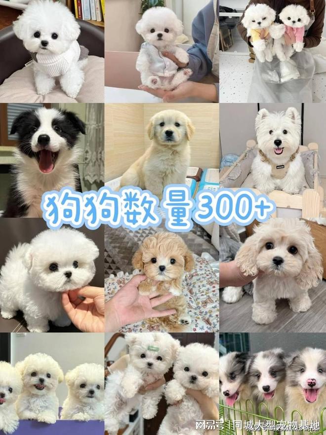 上海买宠物猫狗哪里比较安全，这家实体老店买的放心，有安全保障