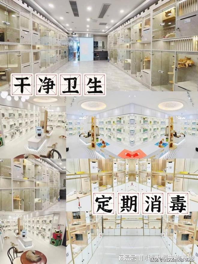 上海买宠物猫狗哪里比较安全，这家实体老店买的放心，有安全保障
