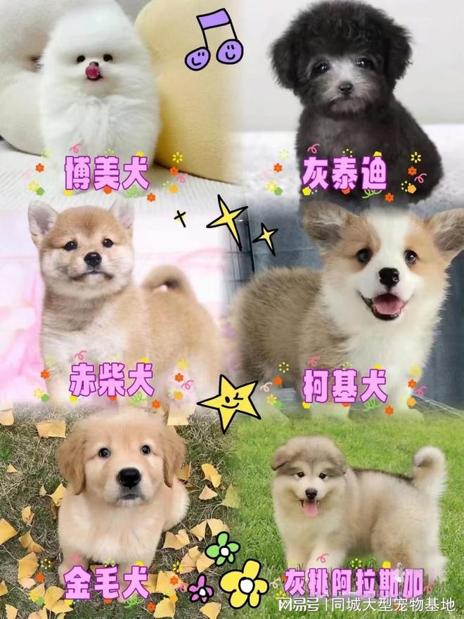 上海买宠物猫狗哪里比较安全，这家实体老店买的放心，有安全保障