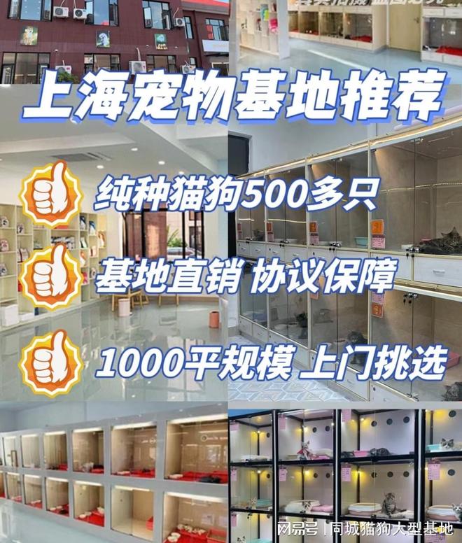 上海买宠物的最佳地点,选这家实体老店更靠谱