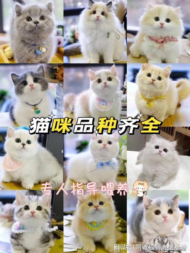 上海买宠物的最佳地点,选这家实体老店更靠谱