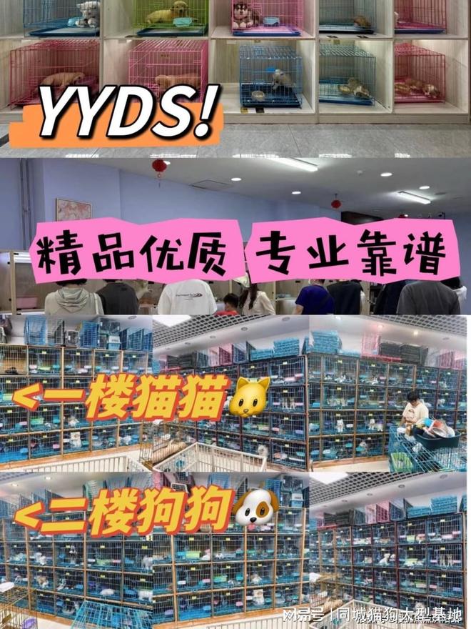 上海买宠物的最佳地点,选这家实体老店更靠谱