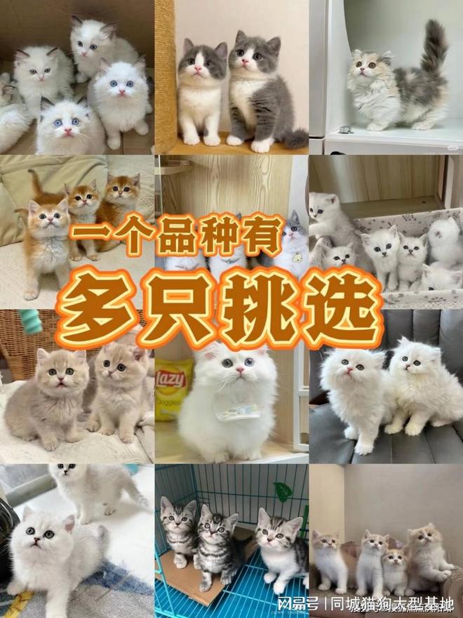 上海安全买宠物途径，这家宠物店支持任何第三方检测