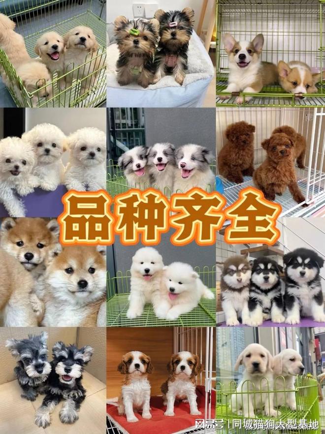 上海安全买宠物途径，这家宠物店支持任何第三方检测