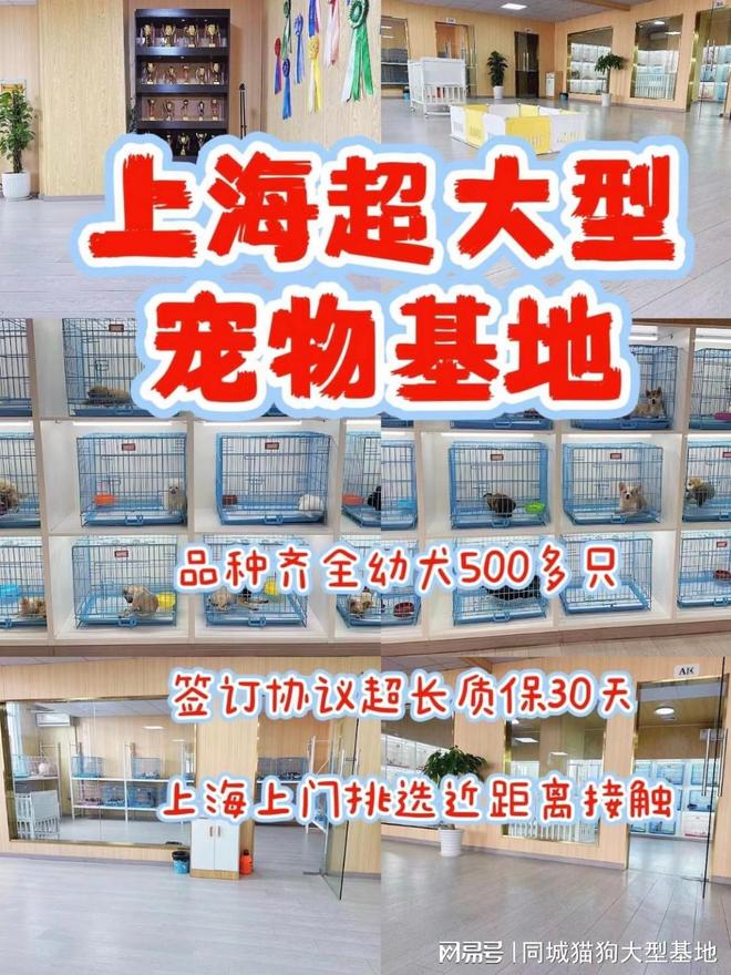 上海买宠物在哪家最好，选这家实体老店更靠谱