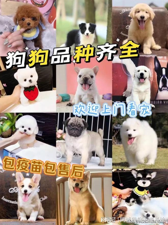 上海买宠物在哪家最好，选这家实体老店更靠谱