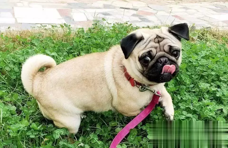 公认“最听话好养”的10种狗，第一名很多人在养！你家狗上榜没？