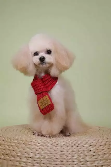 这6种狗狗，寿命较长，愿陪你走过岁岁年年