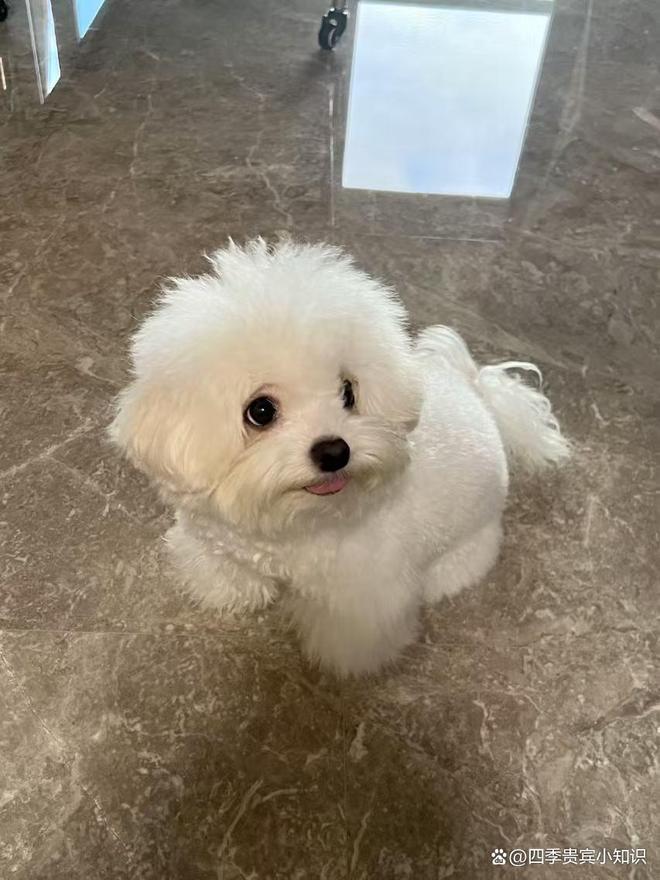 关于四季贵宾犬的全方位解析：从品种特性到科学饲养